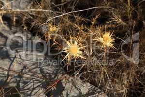 A thorny plant grows on stones by the sea