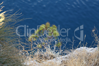 Pine growing on stones by the sea