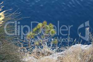 Pine growing on stones by the sea
