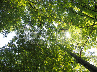 View into the treetops with the sun as backlight