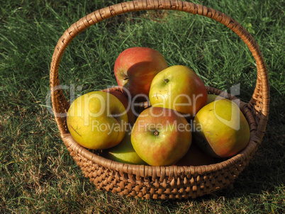 Rustic organic apples in a wicker basket on a meadow orchard,