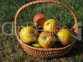 Rustic organic apples in a wicker basket on a meadow orchard,