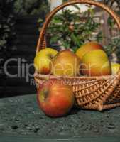 Rustic organic apples in a wicker basket on a green garden table