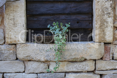 Ivy sprig grows in a basket on a stone wall