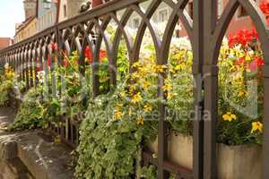 Beautiful flowers behind a decorative metal fence
