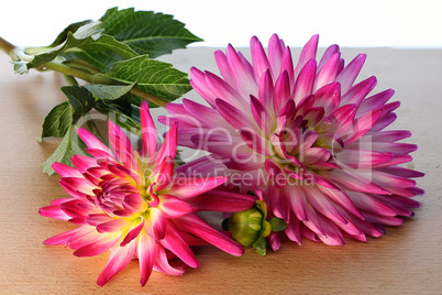 Beautiful natural dahlia flowers lie on the table