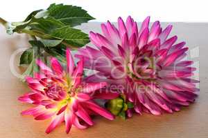 Beautiful natural dahlia flowers lie on the table