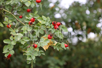 Red rose hips in the forest on the bush