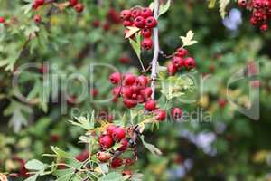 Ripe hawthorn or Crataegus monogyna in autumn