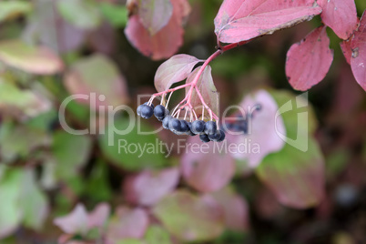 Cornus sanguinea. Bush in autumn with berries.