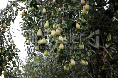 Green pears ripen in trees in the garden
