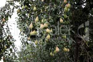 Green pears ripen in trees in the garden