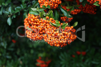 Pyracantha branches with bright orange ripe berries