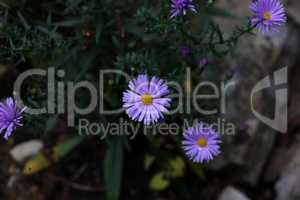 Cute purple autumn asters bloom in Autumn