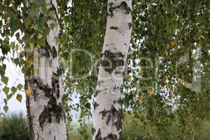 White birch trunks with green foliage in autumn