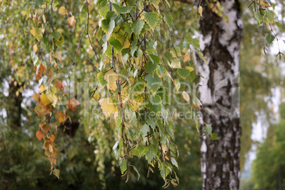 White birch trunks with green foliage in autumn