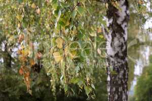 White birch trunks with green foliage in autumn