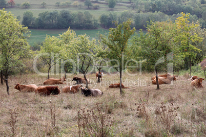 Herd of cows in the pasture in summer
