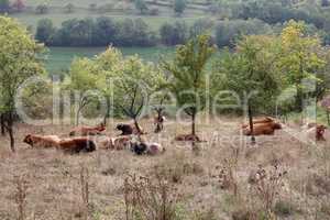 Herd of cows in the pasture in summer