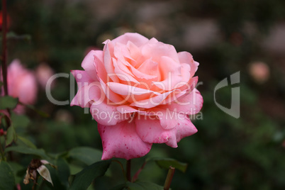 Red Roses on a bush in a garden