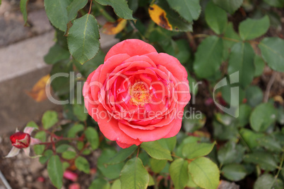 Red Roses on a bush in a garden