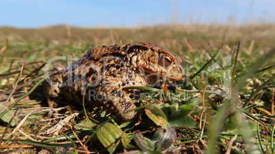 common toad bufo bufo