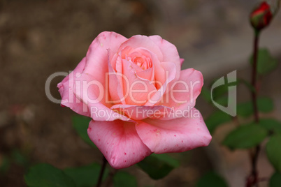 Red Roses on a bush in a garden