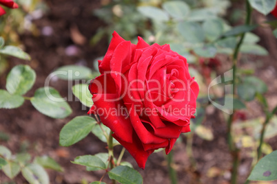 Red Roses on a bush in a garden
