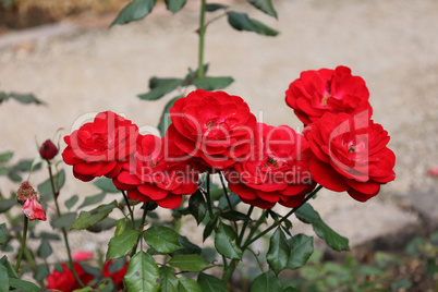 Red Roses on a bush in a garden