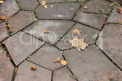 Dry autumn leaves scattered on the sidewalk