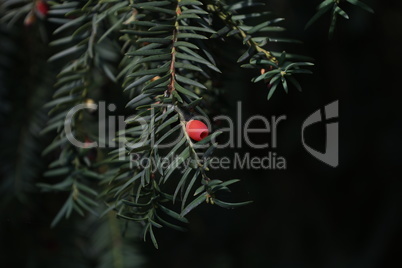 Taxus baccata closeup. Green branches of yew tree with red berries.