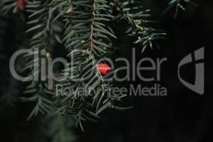 Taxus baccata closeup. Green branches of yew tree with red berries.