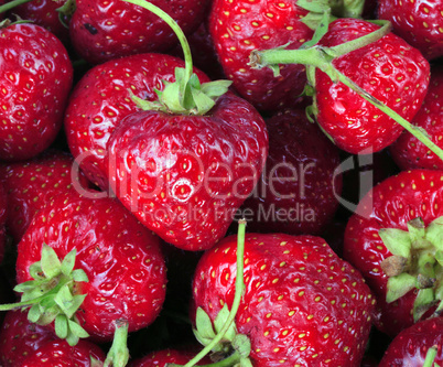 many Strawberry at day many Strawberry at day
