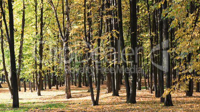 trees in autumn