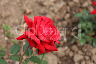 Red Roses on a bush in a garden