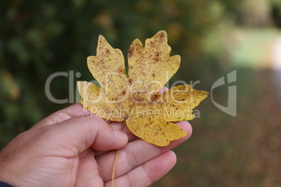 Yellow autumn leaf in hand on blurred background