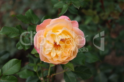Beautiful roses on a bush in the garden