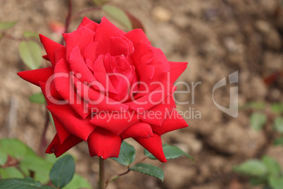 Red Roses on a bush in a garden