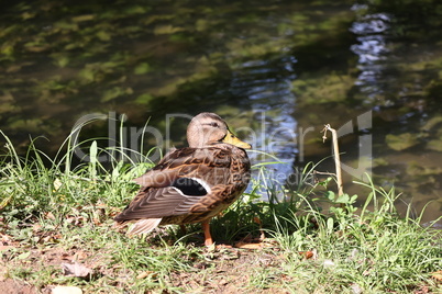 Wild duck cleaning feathers by the lake