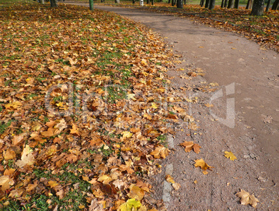 autumn road in city park