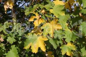 Yellow and green leaves on the tree in autumn