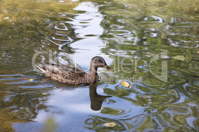 Wild duck swims in the pond in the park