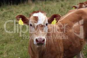 Red calf on a pasture looking at the camera