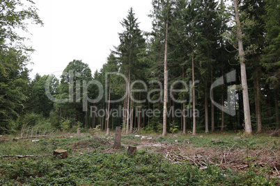 Coniferous forest. Felled area in a coniferous forest