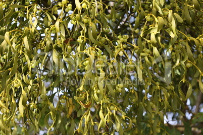 White mistletoe plant hanging on the branch