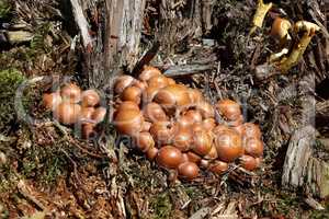 Yellow forest mushrooms grew on a fallen tree