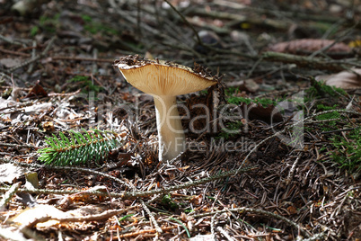 Mushroom. Mushroom on forest floor in autumn.