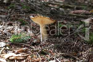 Mushroom. Mushroom on forest floor in autumn.