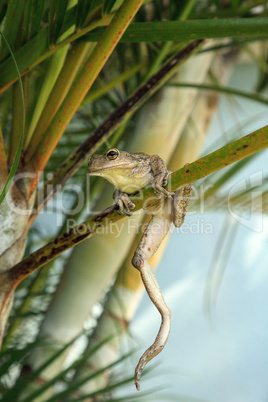 Cuban Tree Frog Osteopilus septentrionalis hangs on an areca pal