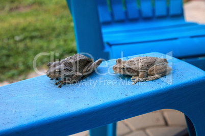 Two Cuban Tree Frogs Osteopilus septentrionalis on a blue chair